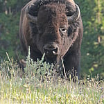 Bison seen in Yellowstone on a guided tour with Cody Shuttle