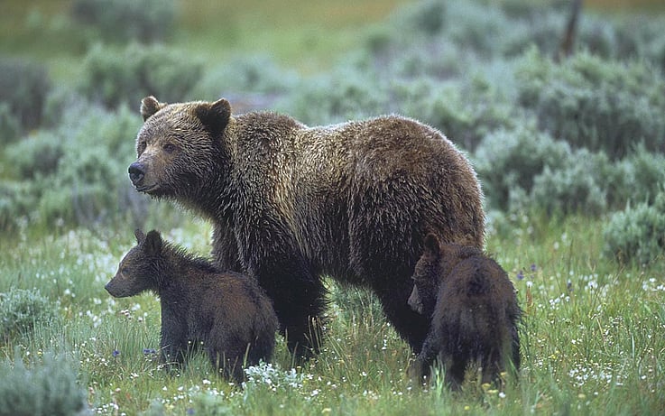 Grizzly and cubs seen on a Yellowstone tour with Cody Shuttle