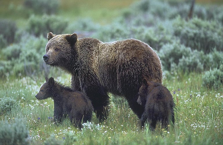 Grizzly and cubs seen on a Yellowstone tour with Cody Shuttle