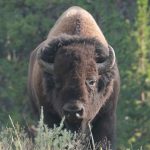 Bison seen in Yellowstone on a guided tour with Cody Shuttle