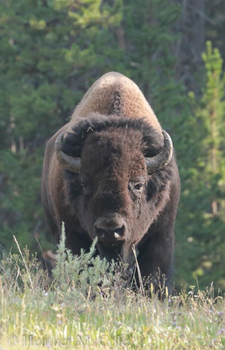 Bison seen in Yellowstone on a guided tour with Cody Shuttle