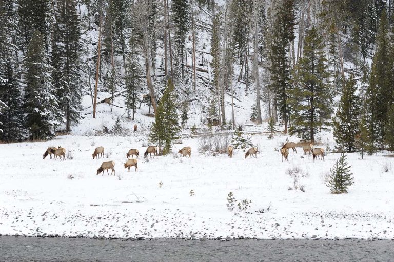 Elk in Yellowstone from Cody Shuttle guided tours